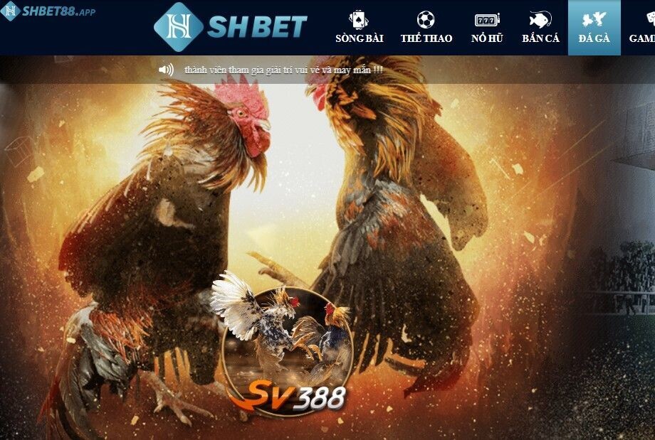 Tổng hợp đầy đủ thông tin về gà lai chọi sọc cùng Shbet 7 Hướng dẫn cách chơi đá gà Shbet hiệu quả