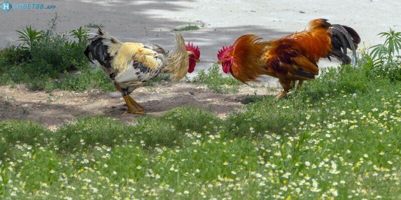 Tổng hợp đầy đủ thông tin về gà lai chọi sọc cùng Shbet 4 Vì sao nên xem đá gà Shbet?