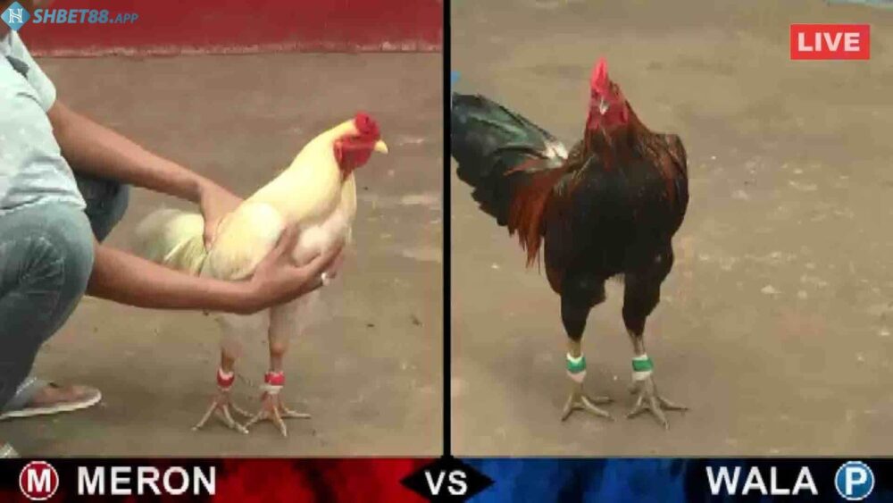 Xem đá gà Campuchia trực tiếp hôm nay uy tín ở đâu? 12 Các hình thức đá gà Campuchia chi tiết nhất
