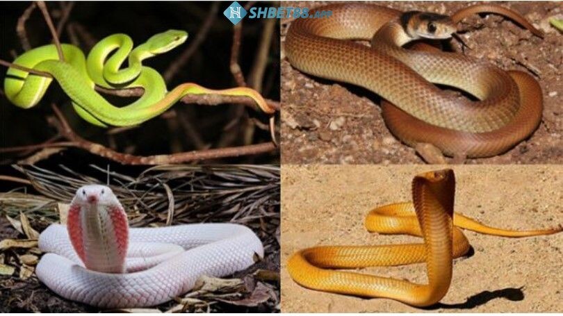 Mơ thấy rắn là điềm báo gì? Có giúp người mơ làm giàu không? 10 Con gái mơ thấy rắn có điềm báo gì?