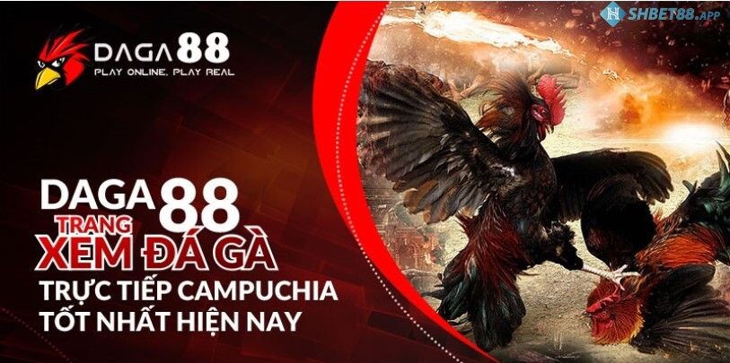 Đá gà 88 - Đá Gà Thomo Trực Tiếp Tại Shbet88.app 12 Giải thích đá gà 88 là gì?