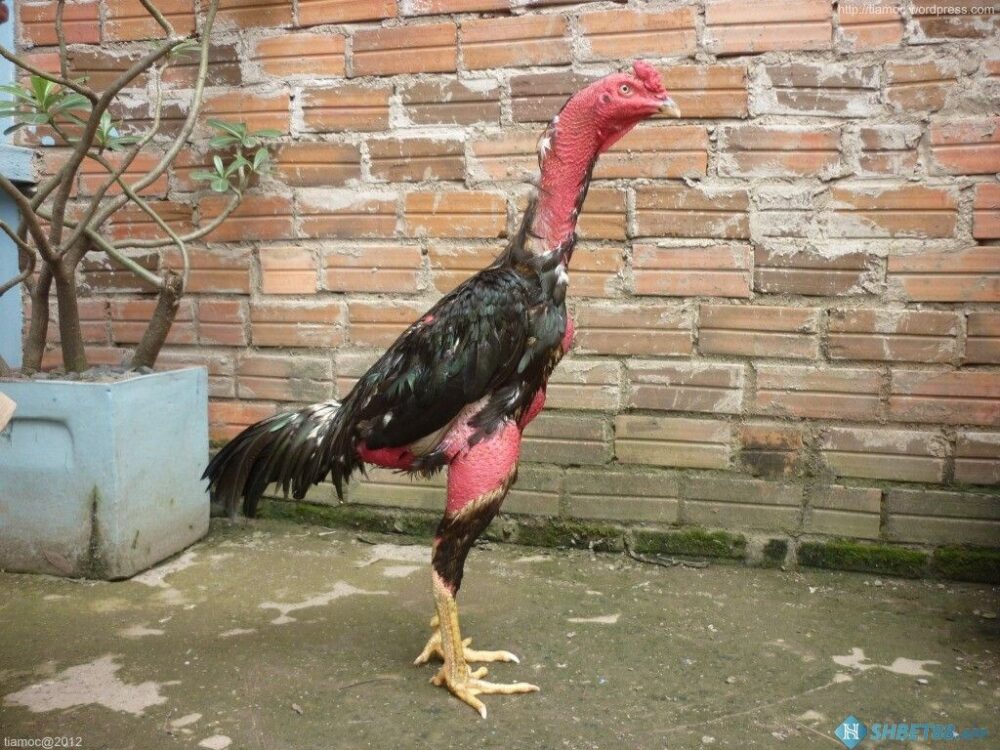 Top các loại vảy gà chọi độc thần kê và cách chọn gà chọi đá hay 10 Hình dạng vảy án thiên của gà chọi độc