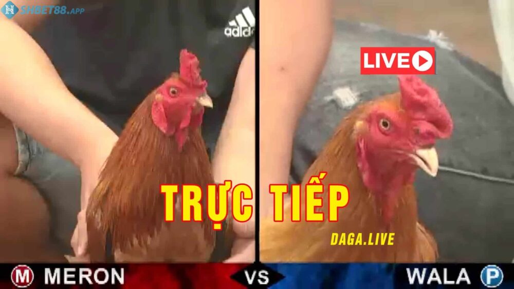 Đá gà Thomo trực tiếp hôm nay - Shbet link xem đá gà hay nhất 12 Khám phá thông tin đá gà Thomo là gì