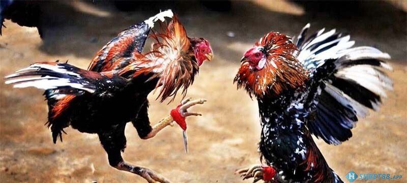 Đá Gà Cựa Dao Trực Tiếp Hôm Nay Tại Shbet88.app 12 Lý do đá gà cựa dao hình thức trực tiếp được yêu thích