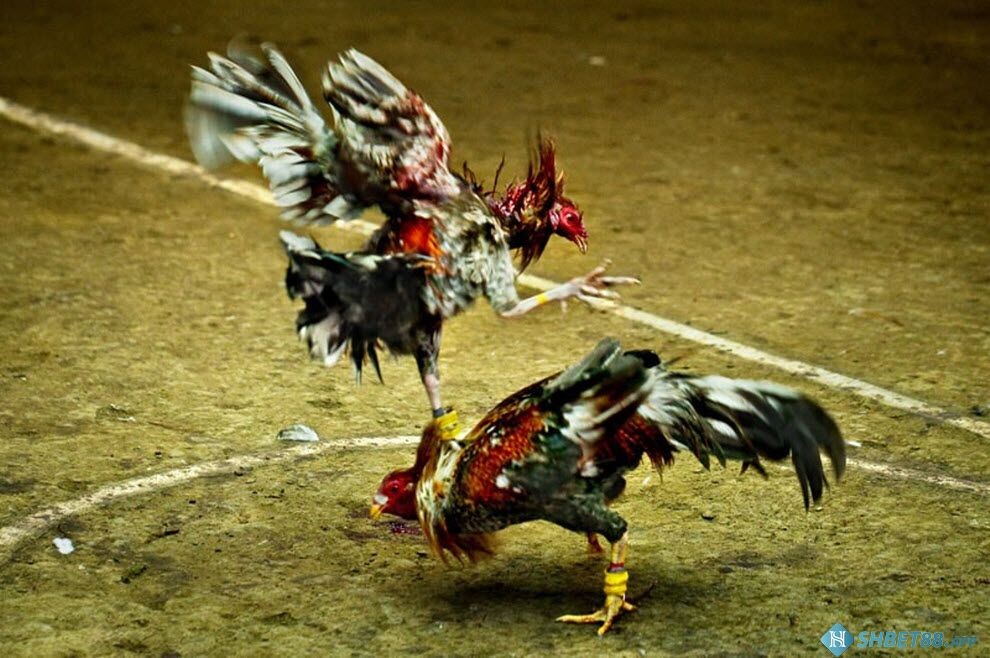 Đá Gà Cựa Dao Trực Tiếp Hôm Nay Tại Shbet88.app 16 Lý do nên chọn cược đá gà cựa dao trực tiếp tại Shbet