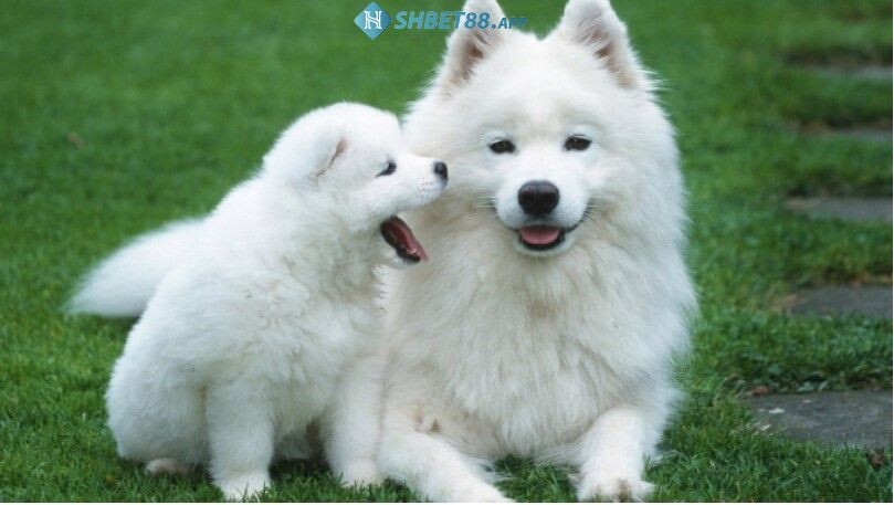 Mơ thấy chó có xui xẻo không? Mộng thấy chó đánh con gì? 15 Mộng thấy một chú chó cảnh xinh đẹp thuần chủng có ảnh hưởng gì đến công việc?