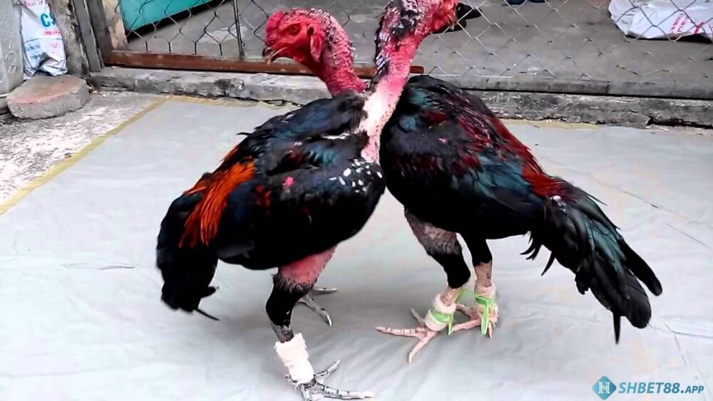 Top các loại vảy gà chọi độc thần kê và cách chọn gà chọi đá hay 12 Một số cách chọn gà chọi đá hay phổ biến nhất