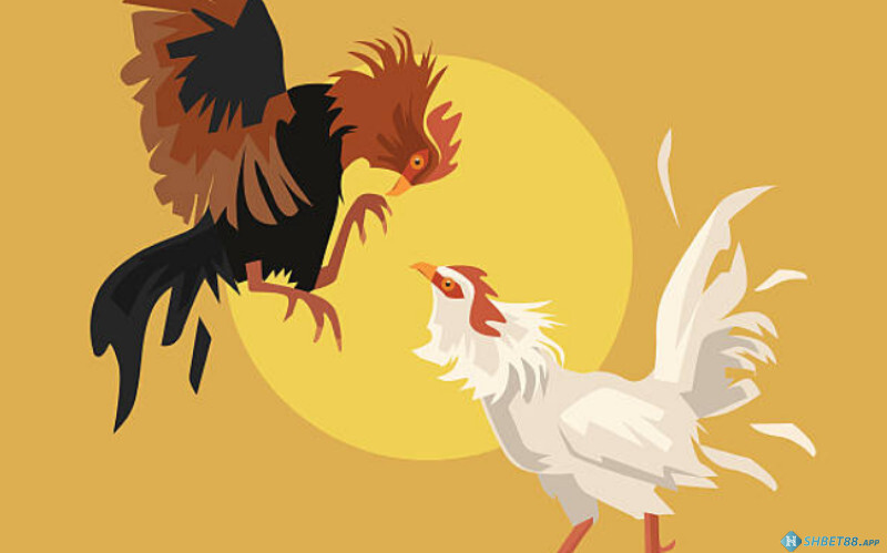 Đá gà online Shbet - Tựa game được nhiều người chơi yêu thích 16 Nắm vững kinh nghiệm chơi giúp người chơi nâng cao cơ hội chiến thắng