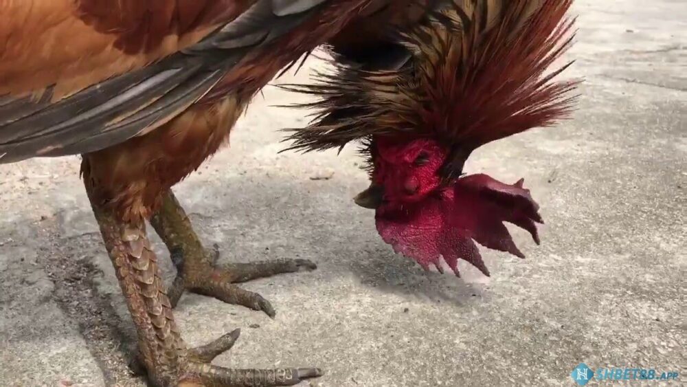Top các loại vảy gà chọi độc thần kê và cách chọn gà chọi đá hay 11 Nhận diện vảy gà chọi loại khai vương