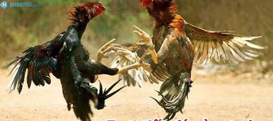 Đá gà Thomo trực tiếp hôm nay - Shbet link xem đá gà hay nhất 14 Những lợi ích khi xem đá gà trực tiếp tại Shbet