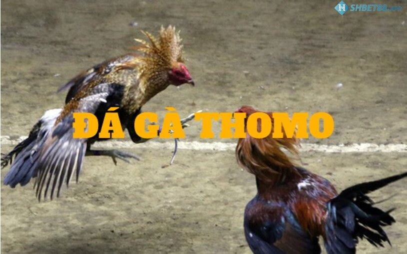 Đá gà 88 - Đá Gà Thomo Trực Tiếp Tại Shbet88.app 16 Những lưu ý khi tham gia đá gà trực tuyến