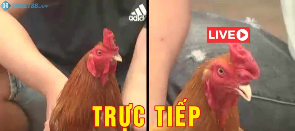 Xem đá gà Campuchia trực tiếp hôm nay uy tín ở đâu? 11 Tìm hiểu đá gà Campuchia trực tiếp hôm nay nghĩa là gì