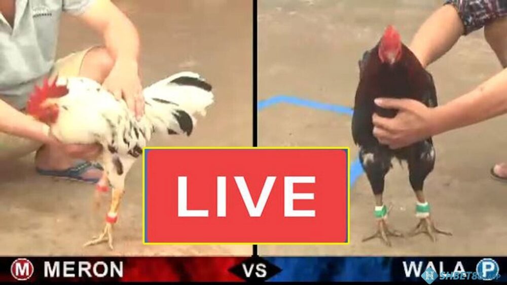 Đá Gà Cựa Sắt Trực Tiếp Hôm Nay Tại Shbet88.app 12 Ưu điểm của đá gà cựa sắt trực tiếp