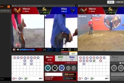 Khám phá thế giới đá gà trực tiếp Thomo tại Shbet