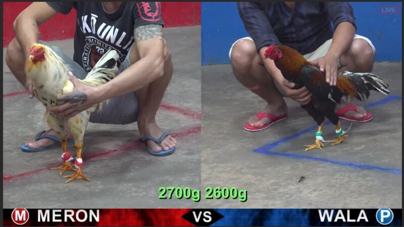 Đá gà thomo casinomcw: Thỏa mãn niềm đam mê cá cược 5 Giới thiệu tổng quan về đá gà thomo casinomcw