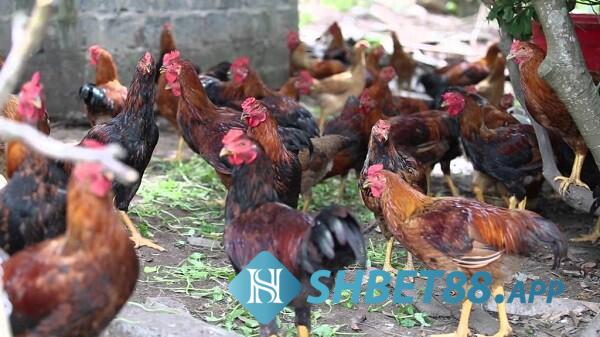 Tổng hợp đầy đủ thông tin về gà lai chọi sọc cùng Shbet 7 Cách chọn lựa giống gà lai sọc để nuôi thành chiến kê mạnh mẽ