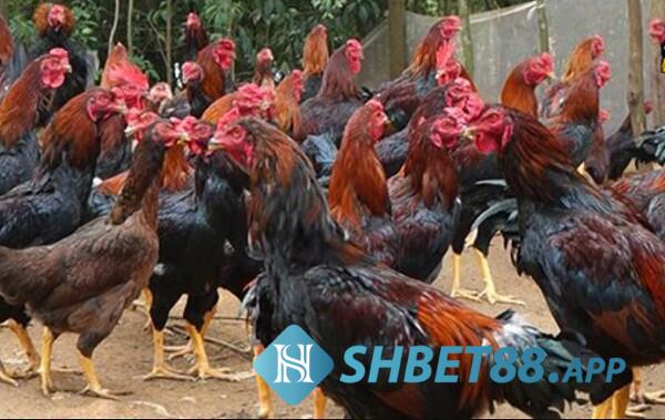 Tổng hợp đầy đủ thông tin về gà lai chọi sọc cùng Shbet 8 Cách nuôi và chăm sóc gà lai chọi sọc khỏe mạnh