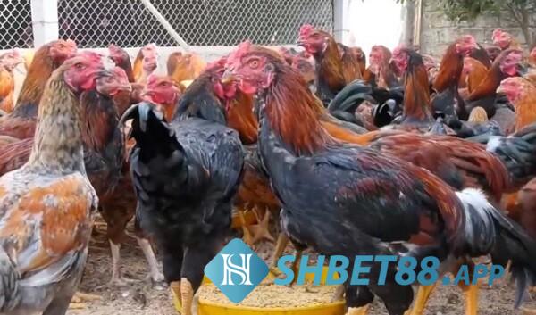 Tổng hợp đầy đủ thông tin về gà lai chọi sọc cùng Shbet 5 Giới thiệu cơ bản về gà lai chọi sọc và đặc điểm của chúng