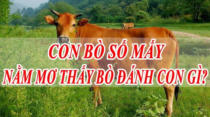 Nằm mơ thấy bò là điềm báo gì? Đánh lô con nào may mắn? 6 Nằm mơ thấy bò đánh con gì?