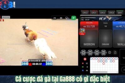 Ga888 – Nền Tảng Đá Gà Trực Tiếp Hot Nhất Trong Năm 2025