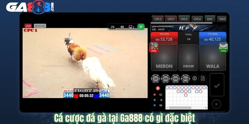 Ga888 - Nền Tảng Đá Gà Trực Tiếp Hot Nhất Trong Năm 2025 4 Cá cược đá gà tại Ga888 có gì đặc biệt?